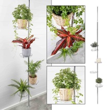 Telescopic Flower Rack overall size: approx. 175 - 275cm