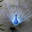 LED solar wall light "peacock" size: 12 x 8,5 x 20cm